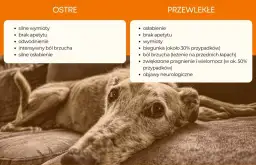 Ostre zapalenie trzustki u psa: jakie są objawy i leczenie tej choroby?