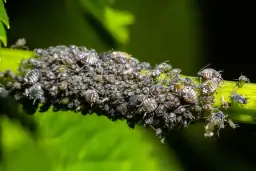 Skąd się biorą mszyce i jak uniknąć ich inwazji w ogrodzie