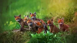 Okres ochronny lisa w Polsce: wszystko co musisz wiedzieć jako myśliwy