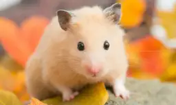 Jak wytresować chomika syryjskiego: 5 skutecznych kroków do oswojenia