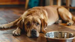 Jakie są objawy depresji u psa? Na co zwrócić uwagę