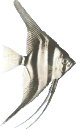 Jak rozpoznać płeć skalara - proste sposoby na odróżnienie samca od samicy