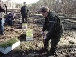 Ile można zarobić na sadzeniu lasu? Poznaj dotacje i premie