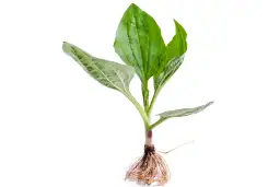 Jak skutecznie zwalczać babkę chwast w ogrodzie i jej właściwości