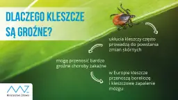 Kleszcz w pralce: Czy przeżyje? Jak go zabić na pewno?