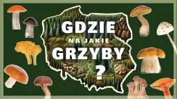 Gdzie na grzyby z noclegiem? Sprawdzone miejsca i udogodnienia