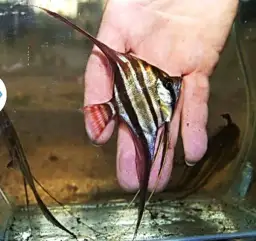 Gdzie kupić skalary altumy? Sprawdzone miejsca i porady dla kupujących