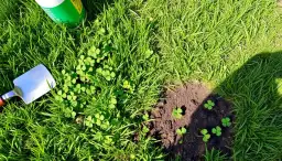 Jak pozbyć się koniczyny z trawnika? Skuteczne metody i porady