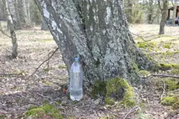 Oskoła: Płynne złoto lasu? Poznaj sok z brzozy i jego moc!