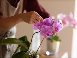 Kwitnienie storczyka: Jak często i co zrobić, by zakwitł 2-3 razy?