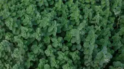 Świeże oregano do czego pasuje – odkryj jego niezwykłe zastosowania w kuchni