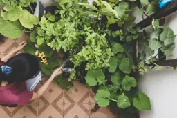 Twój balkon pełen smaku: Uprawa warzyw w doniczkach krok po kroku