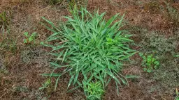 Jak skutecznie zwalczyć chwast polny z rozłogami w ogrodzie