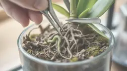 Jak przycinać korzenie storczyka, aby uniknąć ich usychania?