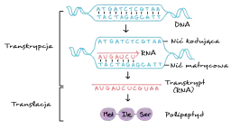 Transkrypcja: Jak DNA staje się RNA? Proces krok po kroku