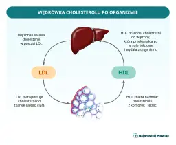 Cholesterol HDL/LDL: Oblicz i zinterpretuj wskaźniki ryzyka