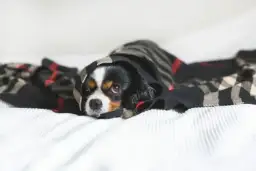 Jak długo ogrzewać szczeniaki, aby uniknąć wychłodzenia?