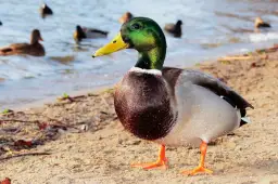 Samiec kaczki krzyżówki na piasku. W wodzie widać inne kaczki. Ciekawe, ile lat żyje kaczka?