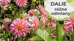 Dalie jak uprawiać: proste metody na piękne kwiaty w ogrodzie