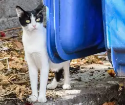 Gdzie wyrzucać odchody z kuwety? Uniknij błędów w utylizacji