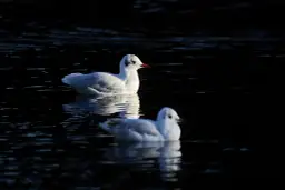 Dwie mewy na ciemnej wodzie. Jedna z nich jest wyraźna, druga lekko rozmyta. Piękna fotografia ptaków.