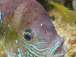 Nadmiar azotu w akwarium: rozpoznaj pierwsze objawy i uratuj ryby