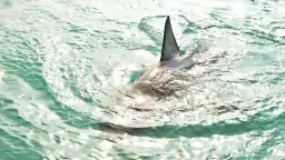 Czy rekiny w Bałtyku są groźne? Rozwiewamy mity i obawy