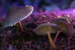 Grzyby Halucynogenne na Allegro? Prawo, Ryzyko i Prawda