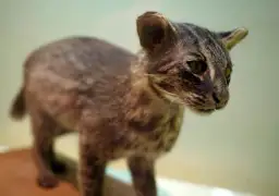 Jak wygląda kotek? Odkryj niezwykłe cechy jego wyglądu