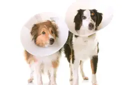 Kastracja suczki: kluczowe informacje przed i po zabiegu