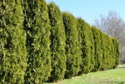 Gęsty żywopłot z zielonych tui, idealne miejsce dla kleszczy.