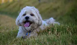 Smalec dla psa: Dlaczego to zły pomysł? Ryzyko i zdrowe tłuszcze