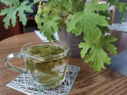 Geranium/Anginka: Napar bezpieczny? Przepis, korzyści, przeciwwskazania