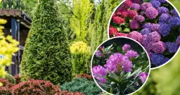 Co posadzić pod tujami ogrodowymi, by uniknąć niepowodzeń?