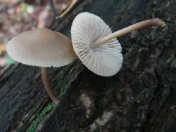 Grzybówka hełmiasta: czy można ją bezpiecznie zbierać i spożywać?