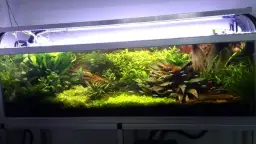 Jak zrobić podłoże do akwarium, aby uniknąć problemów z roślinami i rybami