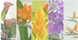 Co uprawia się w Afryce? Odkryj zaskakujące rośliny i ich znaczenie