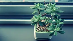 Jak stosować keramzyt w doniczce, aby uniknąć problemów z roślinami