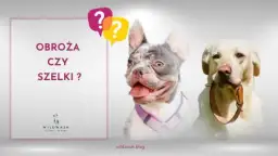 Obroża czy szelki dla psa – co wybrać dla bezpieczeństwa i komfortu?