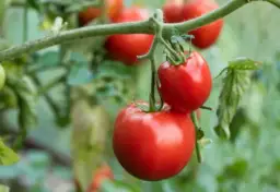 Pomidory polne jak uprawiać: unikaj najczęstszych błędów i ciesz się plonami