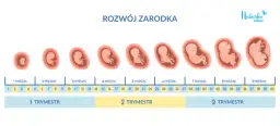 Ile trwa ciąża? Sprawdź, jak liczyć tygodnie i co oznaczają!
