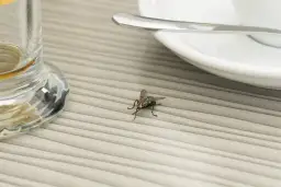Skuteczne sposoby na pozbycie się much z restauracji i uniknięcie problemów