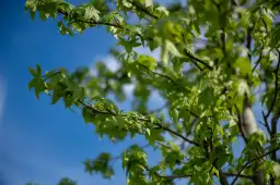 Jakie drzewa na osiedle? Przewodnik po odpornej zieleni miejskiej