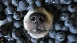 Czy pies może jeść borówki amerykańskie: Poznaj bezpieczne dawkowanie