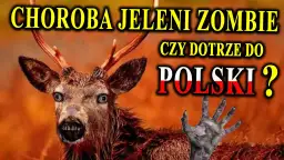 Zombie sarny: Co to jest, jakie są przyczyny i jak radzić sobie z problemem?