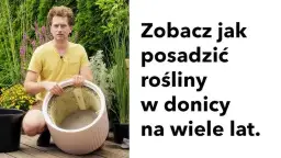 Jak skutecznie sadzić w donicach z wkładem i uniknąć błędów