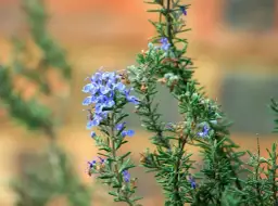 Jak sprawić, by rozmaryn zakwitł? Poznaj sekrety i warunki