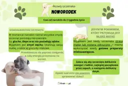 Kiedy oddzielić szczeniaka od matki? Optymalny wiek i skutki pośpiechu