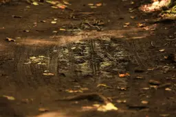 Co oznacza sen chodzić po błocie? Odkryj jego głębokie znaczenie