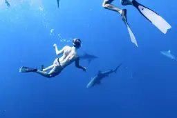 Czy na Wyspach Kanaryjskich są rekiny? Rzadkie ataki i bezpieczeństwo w wodzie